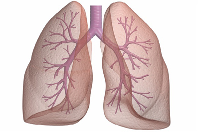 Akciğer nasıl soluk alıp verir?
