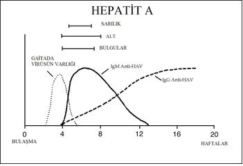 Hepatit A