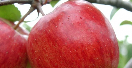 Kötü kolesterole elma ile savaş açın
