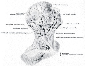 Lenf Damarlarının Anatomisi Faydaları