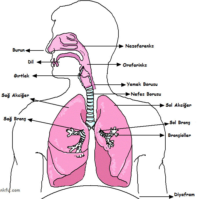 Solunum sistemleri