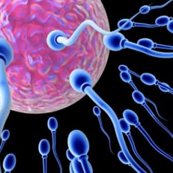 Sperm sayısını artıran yiyecekler
