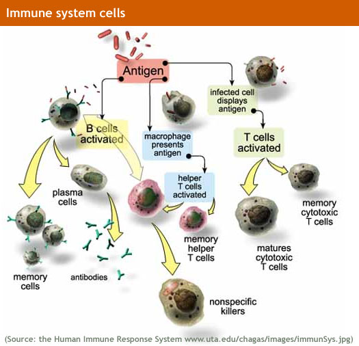 Bağışıklık sistemi nasıl çalışır?
