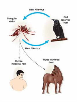 Batı Nil Virüsü nedir, nasıl bulaşır?