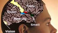 Beyindeki ses mozaiği görüntülendi