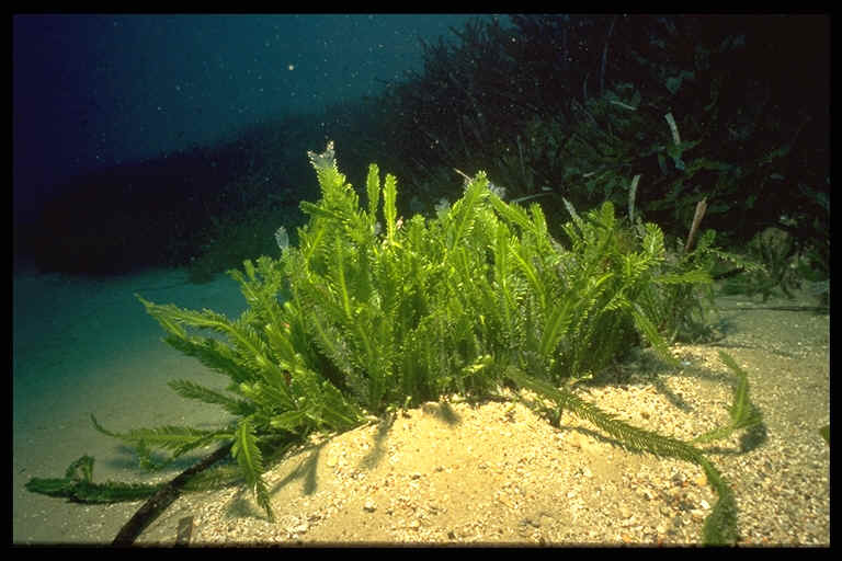 Deniz yosunun cilde faydaları nelerdir?