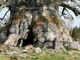 Dünyanın En Yaşlı Ağacı Bulundu