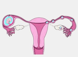 Embriyo Faydaları