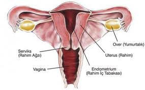 Endometrial biyopsi nedir?