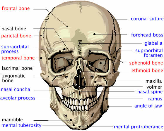 Frontal Kemik (Alın Kemiği) Faydaları