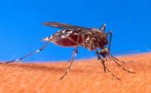 Genetiği değiştirilmiş sivrisinekler sıtmaya çare umudu