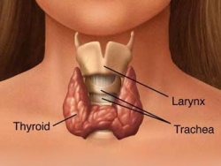 Hipotiroid hastaları nasıl beslenmeli?