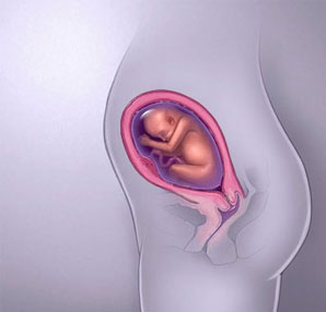 İlk gebelik belirtisinden Doğuma kadar hafta hafta bebek gelişimi