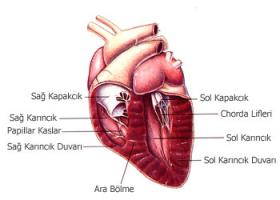 Kalp kapakçığı kalınlaşması neden olur?
