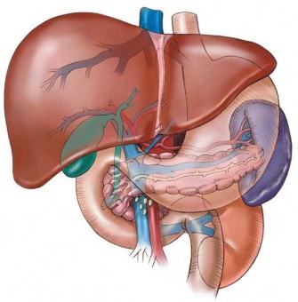 Karaciğerde yağlanma belirtileri nelerdir?