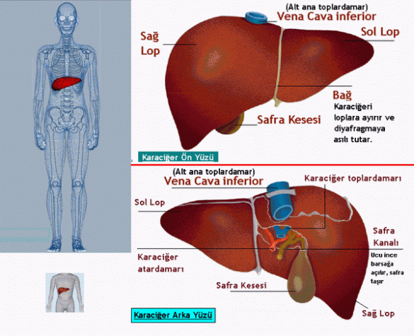 Karaciğerin görevleri nelerdir?