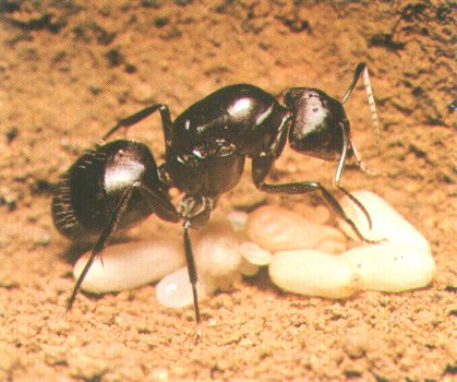 Karınca yumurtası yağı faydaları