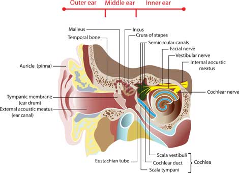 Kulak kireçlenmesi tedavisi