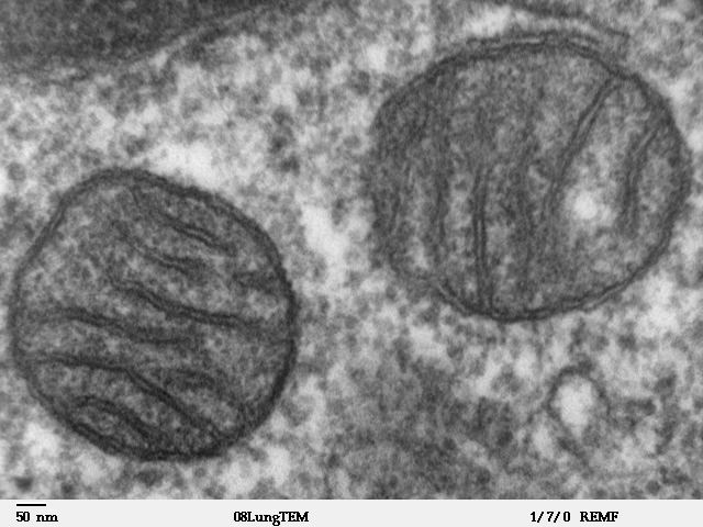 Mitokondri Faydaları