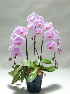 Orkide Faydaları