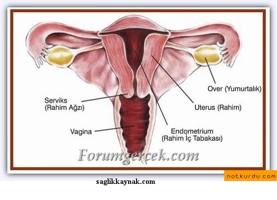 Ovaryum Tümörleri Faydaları