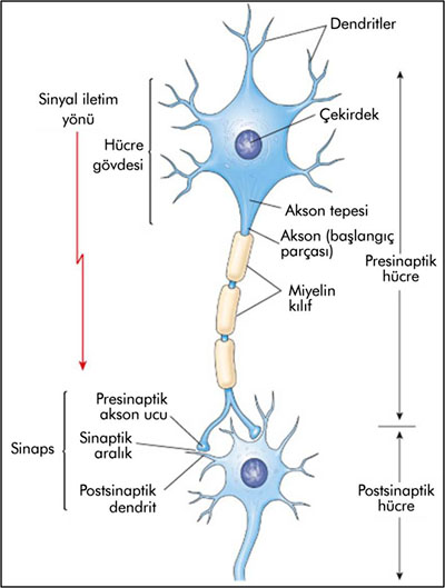 Sinir Hücresi (Nöron) Faydaları