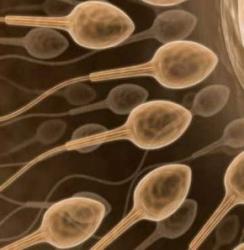 Sperm azlığının sebepleri nelerdir?