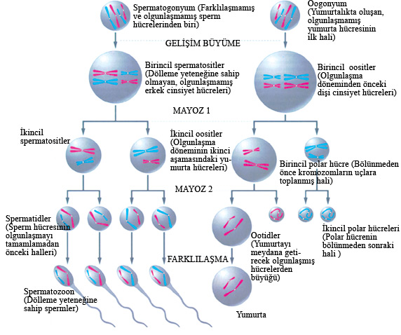 Sperm ve yumurta hücreleri arasındaki ilişki