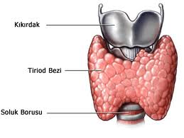 Tiroid bezi yetmezliği nedenleri