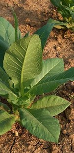 Tütün bitkisinin zararları nelerdir?